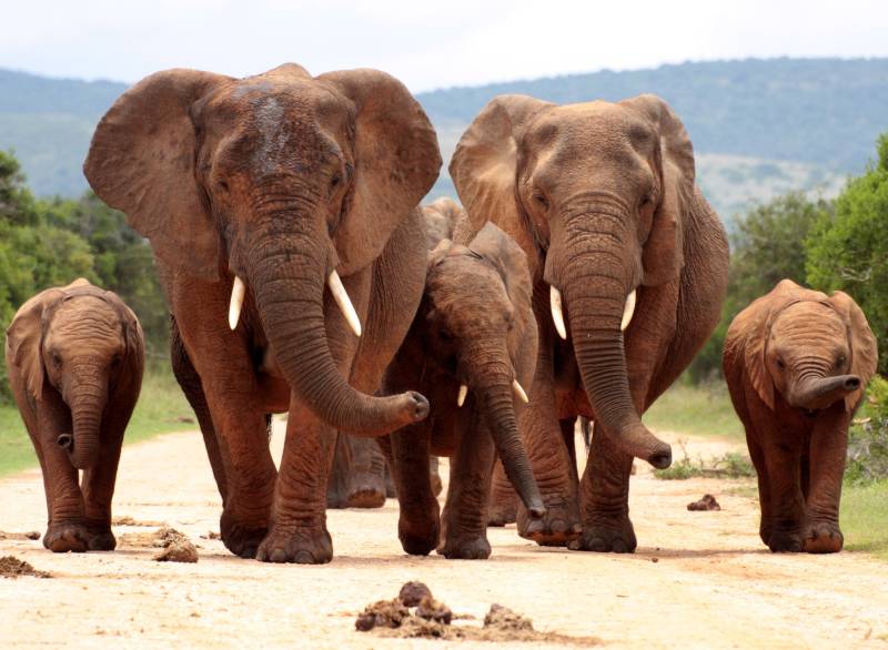 Papermoon Fototapete »African Elephant Herd« von Papermoon