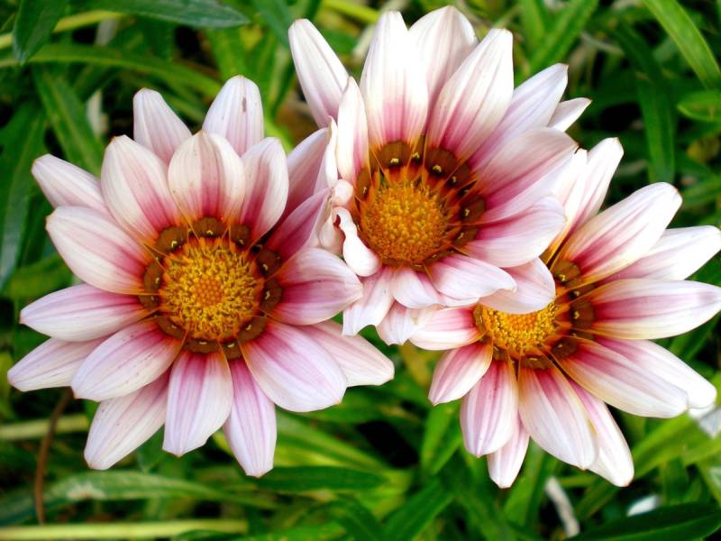 Papermoon Fototapete »Afrikanische Gazania Blumen« von Papermoon