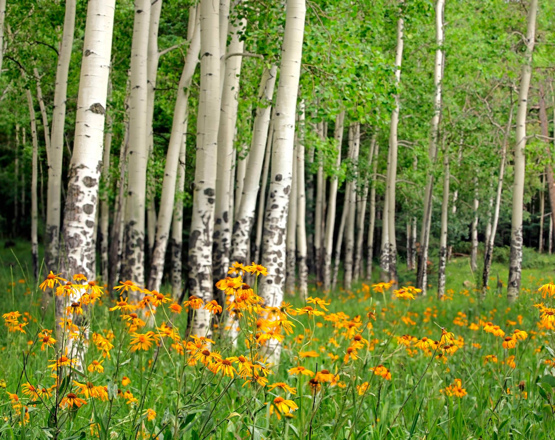 Papermoon Fototapete »Aspen Grove and Orange Wildflowers« von Papermoon