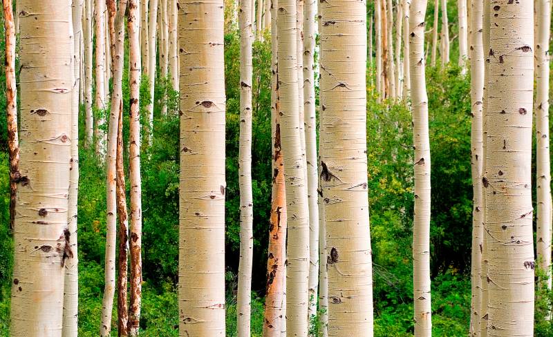 Papermoon Fototapete »Aspen Woods in Summer« von Papermoon