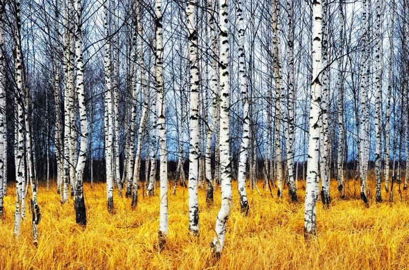 Papermoon Fototapete »Autumn Birch Grove« von Papermoon