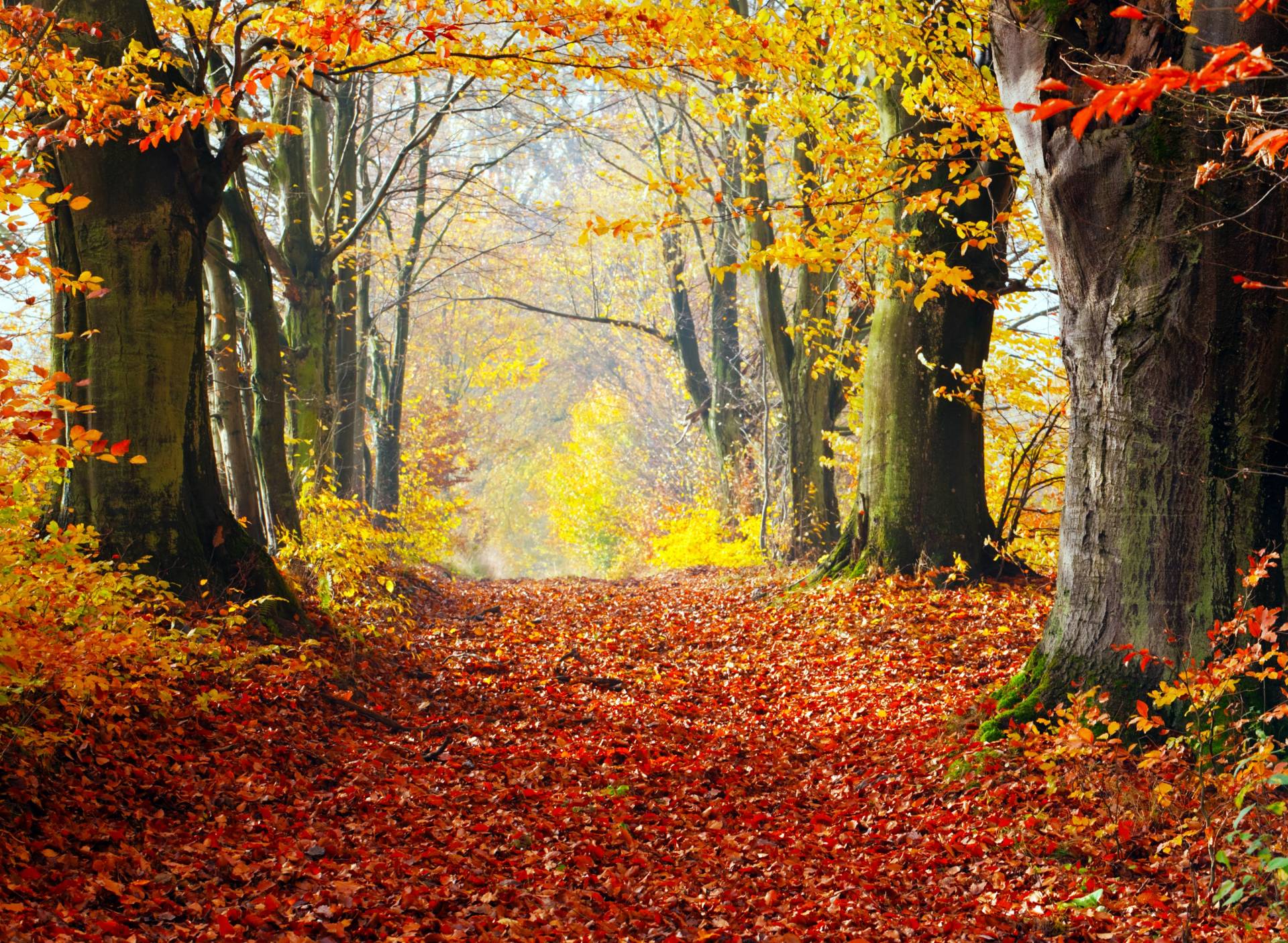 Papermoon Fototapete »Autumn Forest Path« von Papermoon