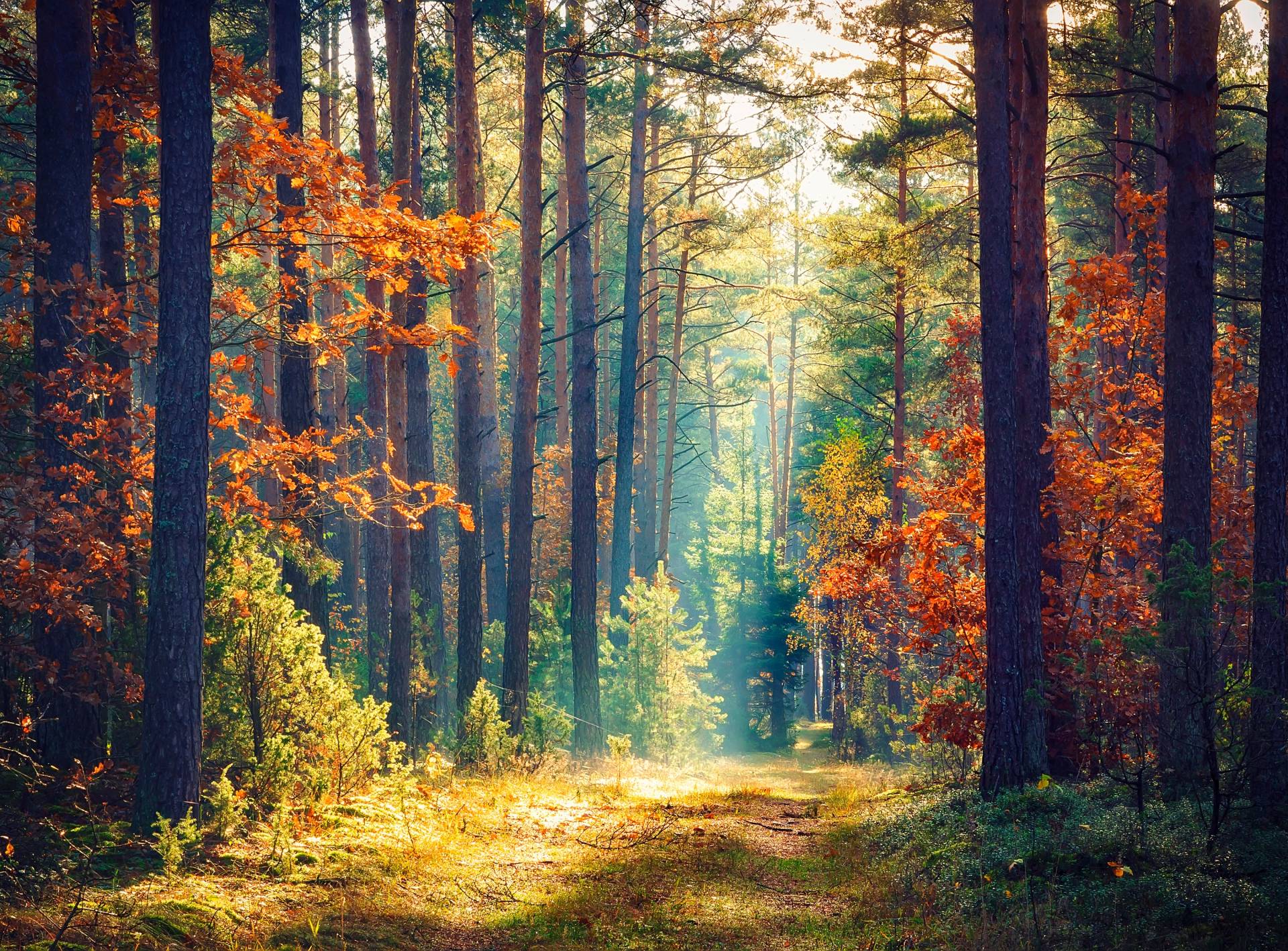 Papermoon Fototapete »Autumn Forest Sun Rays« Papermoon Fototapete »Autumn Forest Sun Rays« von Papermoon