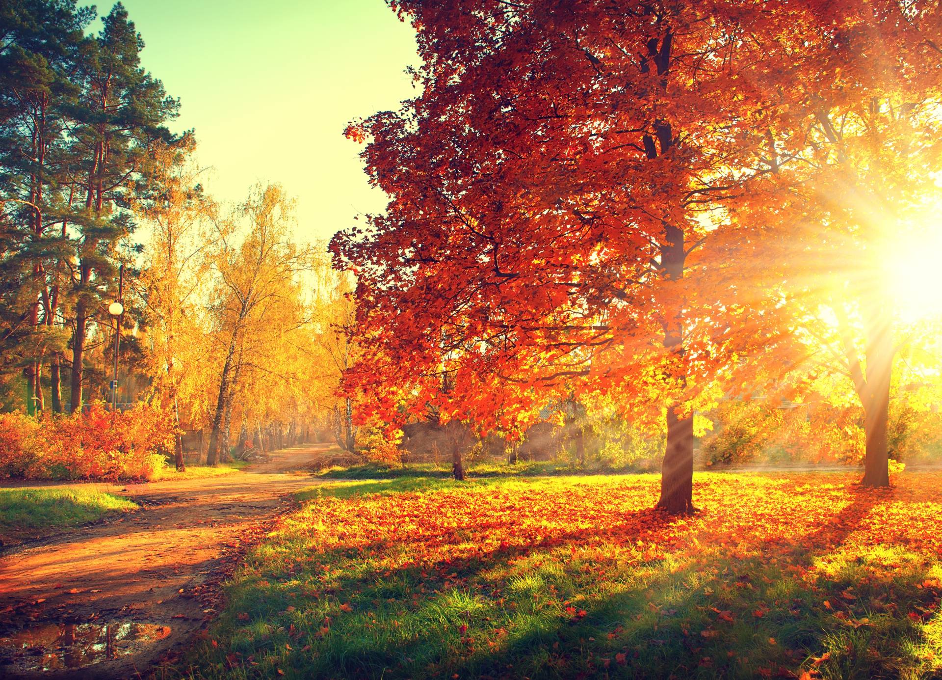 Papermoon Fototapete »Autumn Trees« von Papermoon