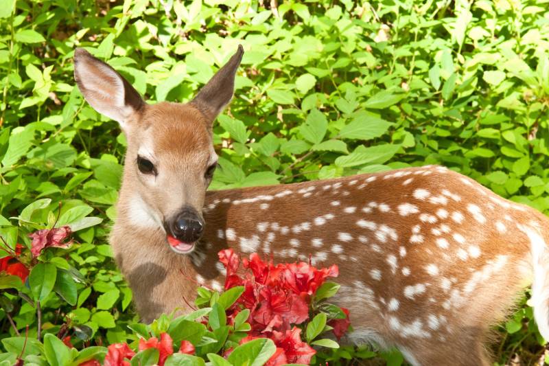 Papermoon Fototapete »BABY ROTHIRSCH-KALB TIER ROTWILD WALD BLUMEN NATUR« von Papermoon