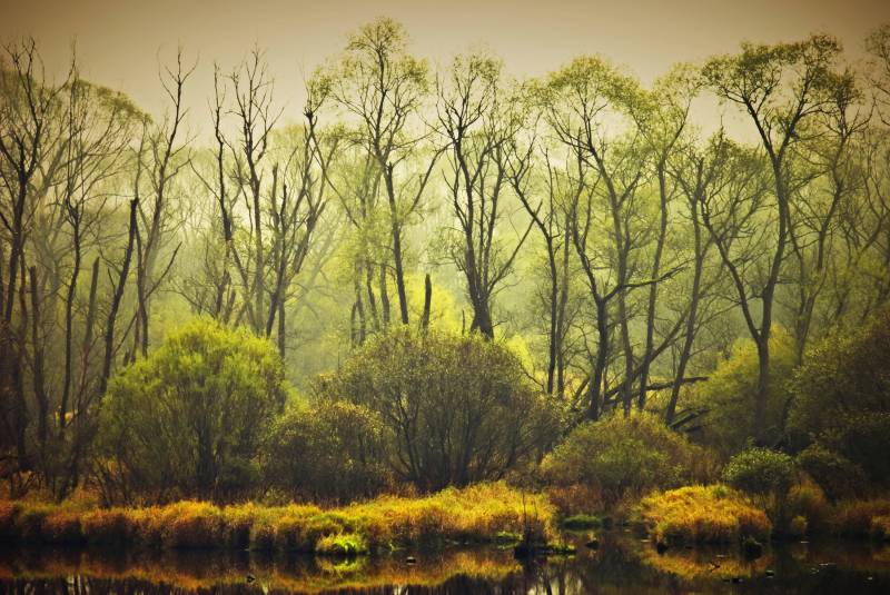 Papermoon Fototapete »BÄUME-NATUR LANDSCHAFT HERBST WALD DSCHUNGEL SEE WÄLDER« von Papermoon