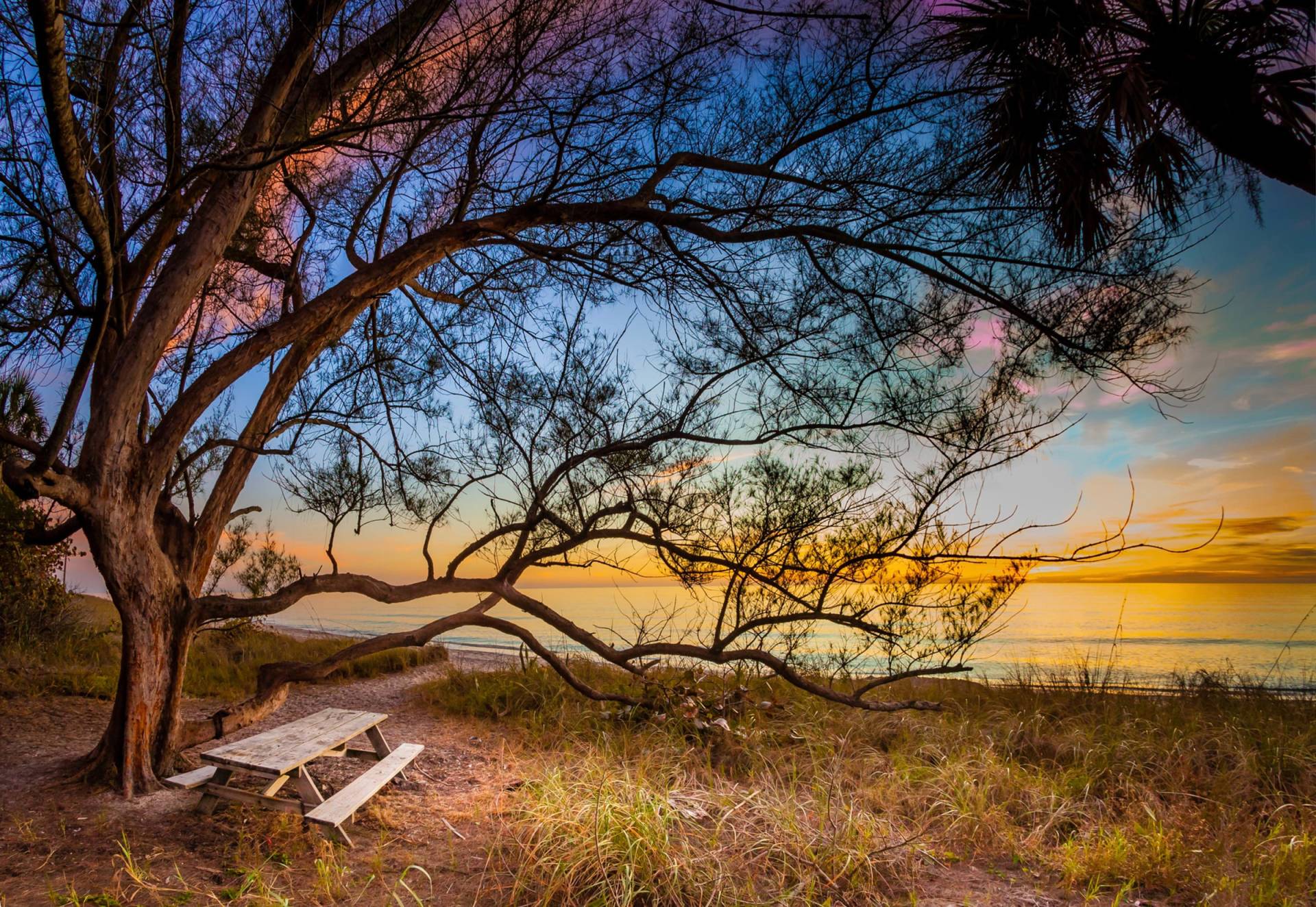 Papermoon Fototapete »BAUM AM STRAND-MEER OZEAN BLUMEN SONNE WIESE FLORIDA« von Papermoon