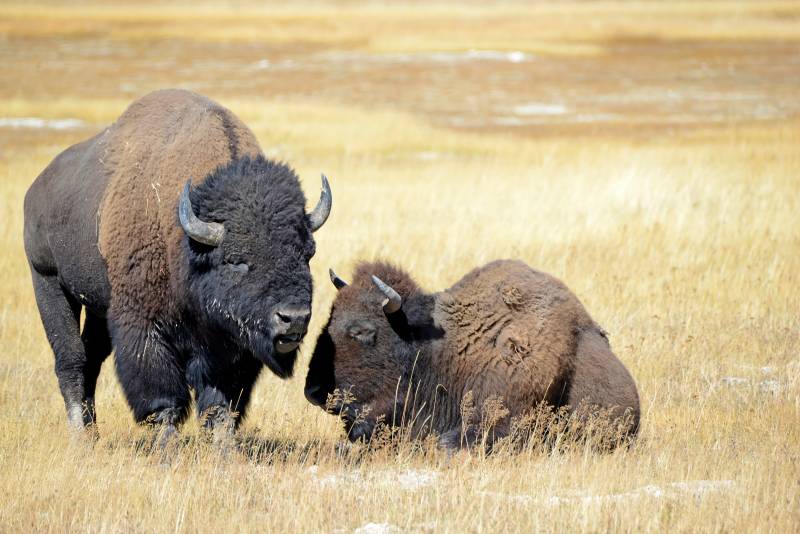 Papermoon Fototapete »BISONS WILD WEST« von Papermoon