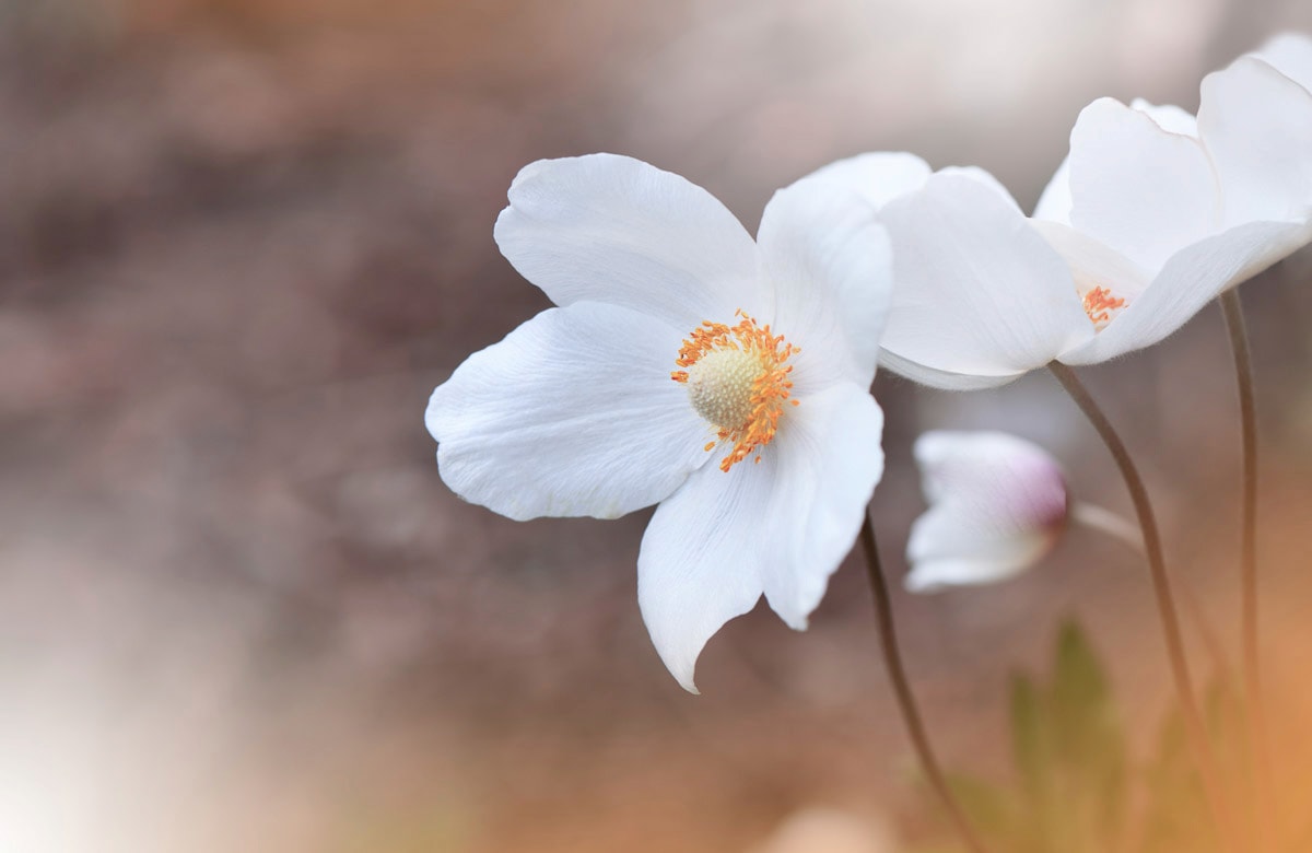 Papermoon Fototapete »BLUMEN-ANEMONE MAKRO ABSTRAKT KUNST WIESE NATUR PFLANZE« von Papermoon