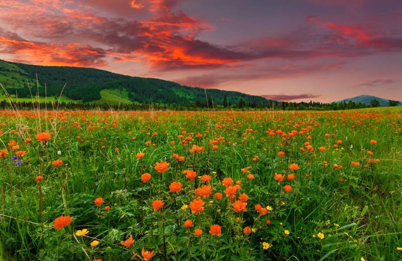 Papermoon Fototapete »BLUMEN-WIESE-GEBIRGE NATUR GRÜN SONNE BERG HIMMEL FELD« von Papermoon