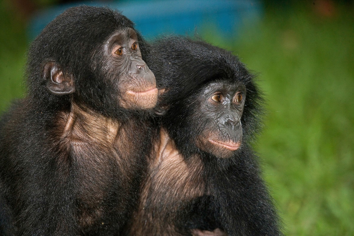 Papermoon Fototapete »Baby Bonobos« Papermoon Fototapete »Baby Bonobos« von Papermoon