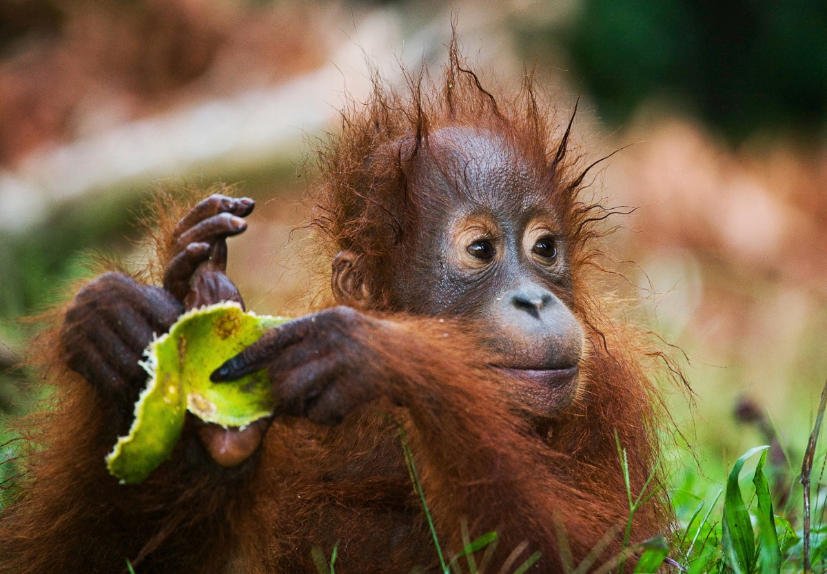 Papermoon Fototapete »Baby Orang-Utan-Porträt« von Papermoon