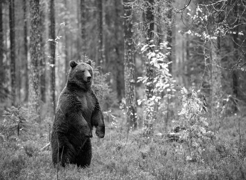 Papermoon Fototapete »Bär im Wald Schwarz & Weiss« von Papermoon