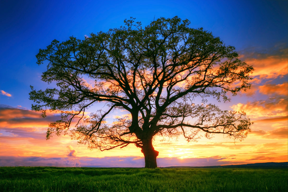 Papermoon Fototapete »Baum in Landschaft« von Papermoon