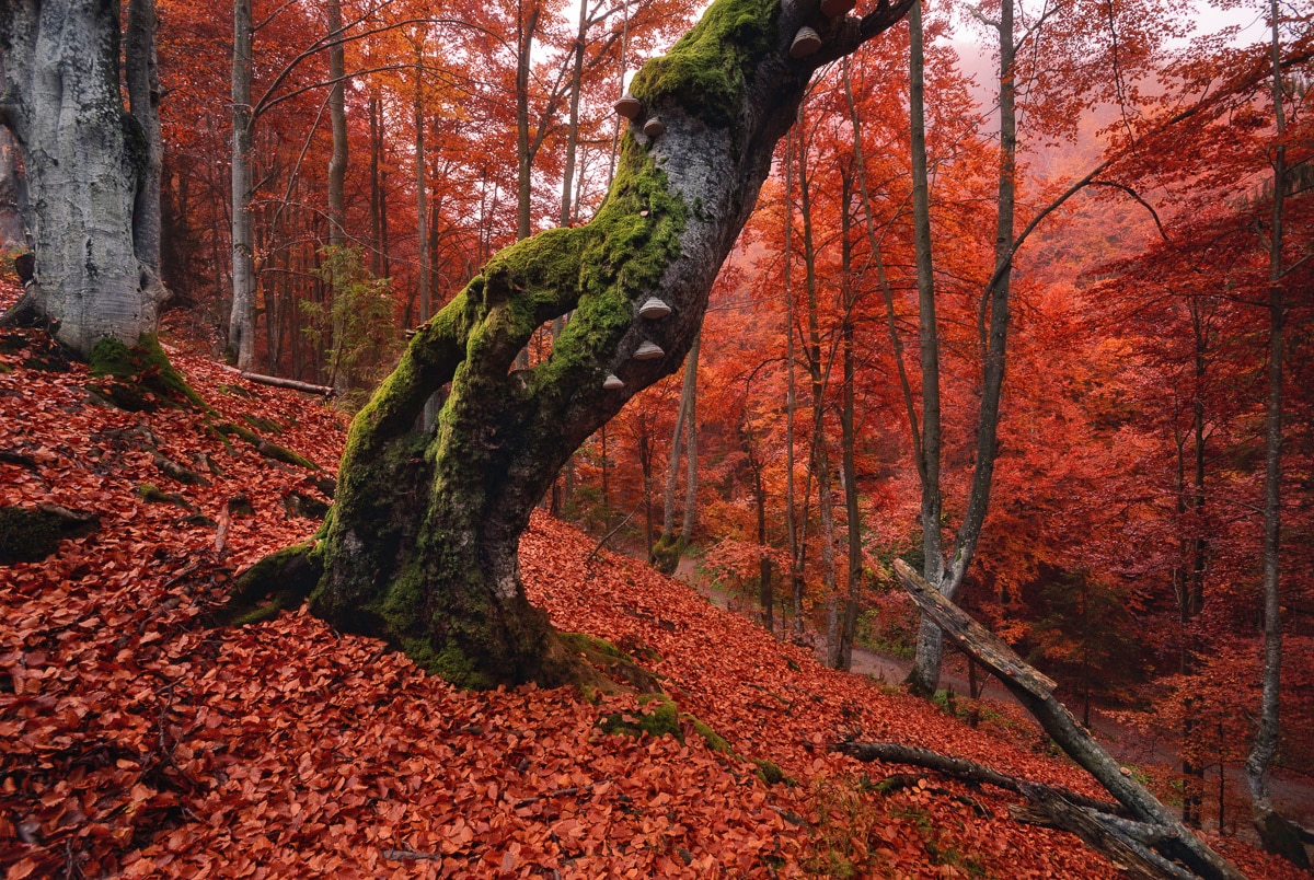 Papermoon Fototapete »Baum in Wald« von Papermoon