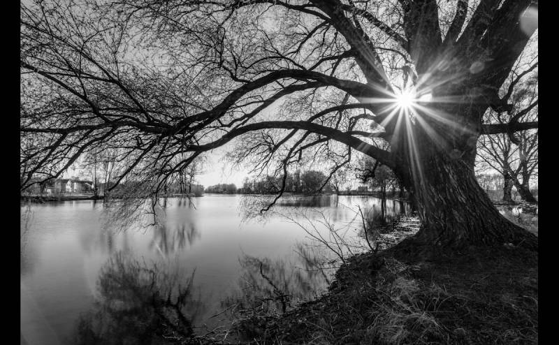 Papermoon Fototapete »Baumsee Sonnenaufgang« von Papermoon