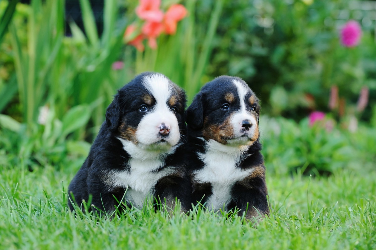 Papermoon Fototapete »Berner Sennenhunde« von Papermoon