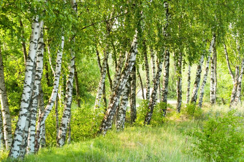 Papermoon Fototapete »Birch Tree Forest« von Papermoon