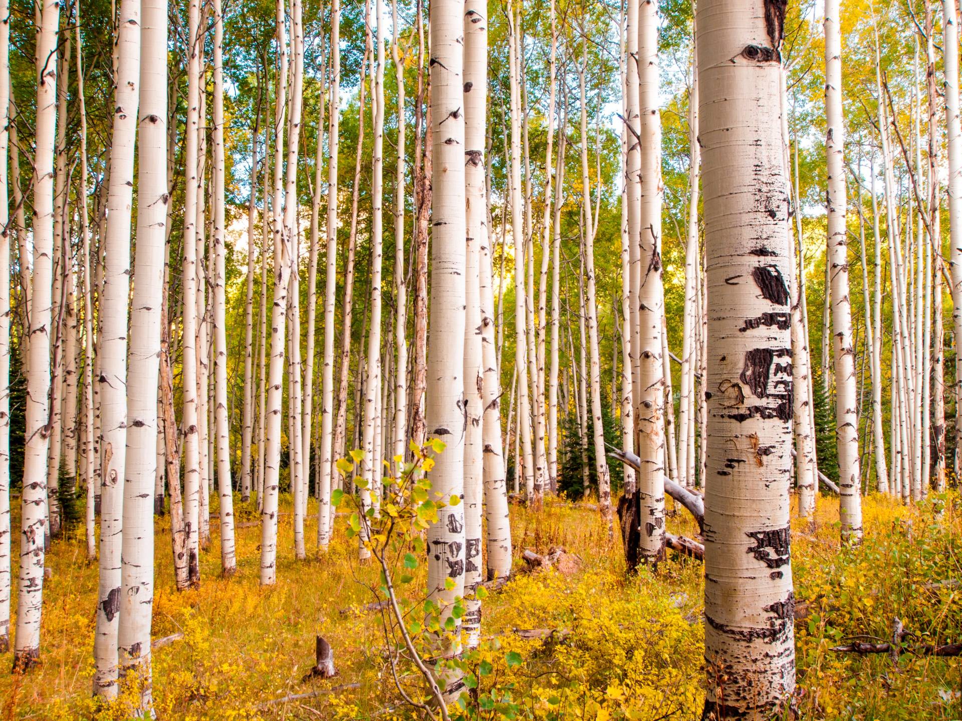 Papermoon Fototapete »Birches in Colorado Rocky Mountains« von Papermoon