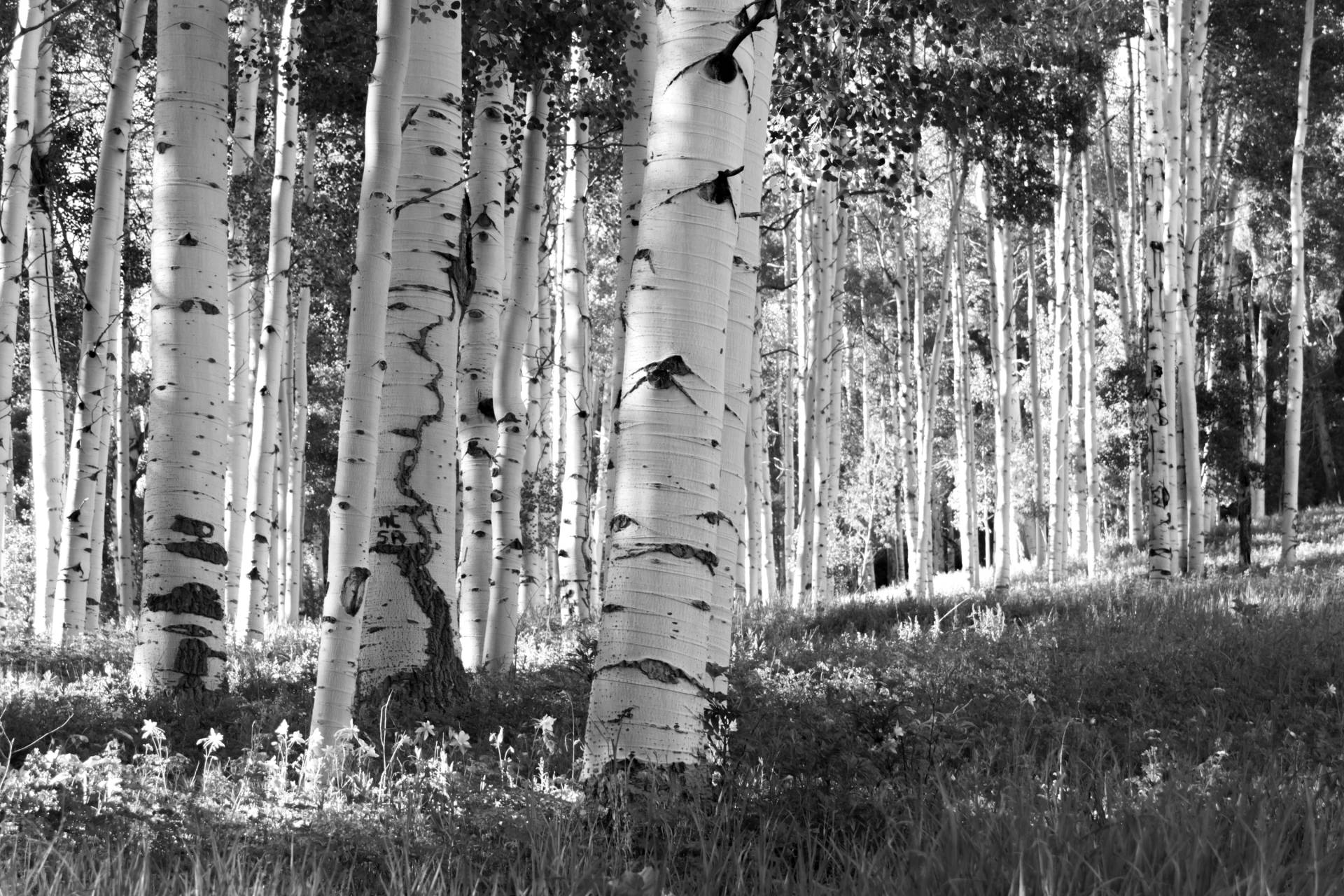 Papermoon Fototapete »Birkenwald Schwarz & Weiss« von Papermoon