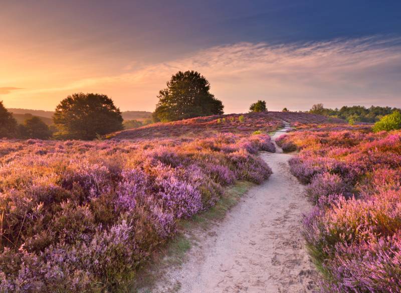 Papermoon Fototapete »Blooming Heather at Sunrise« von Papermoon