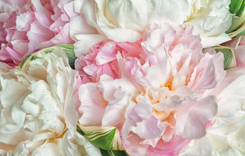 Papermoon Fototapete »Blooming Peonies« von Papermoon