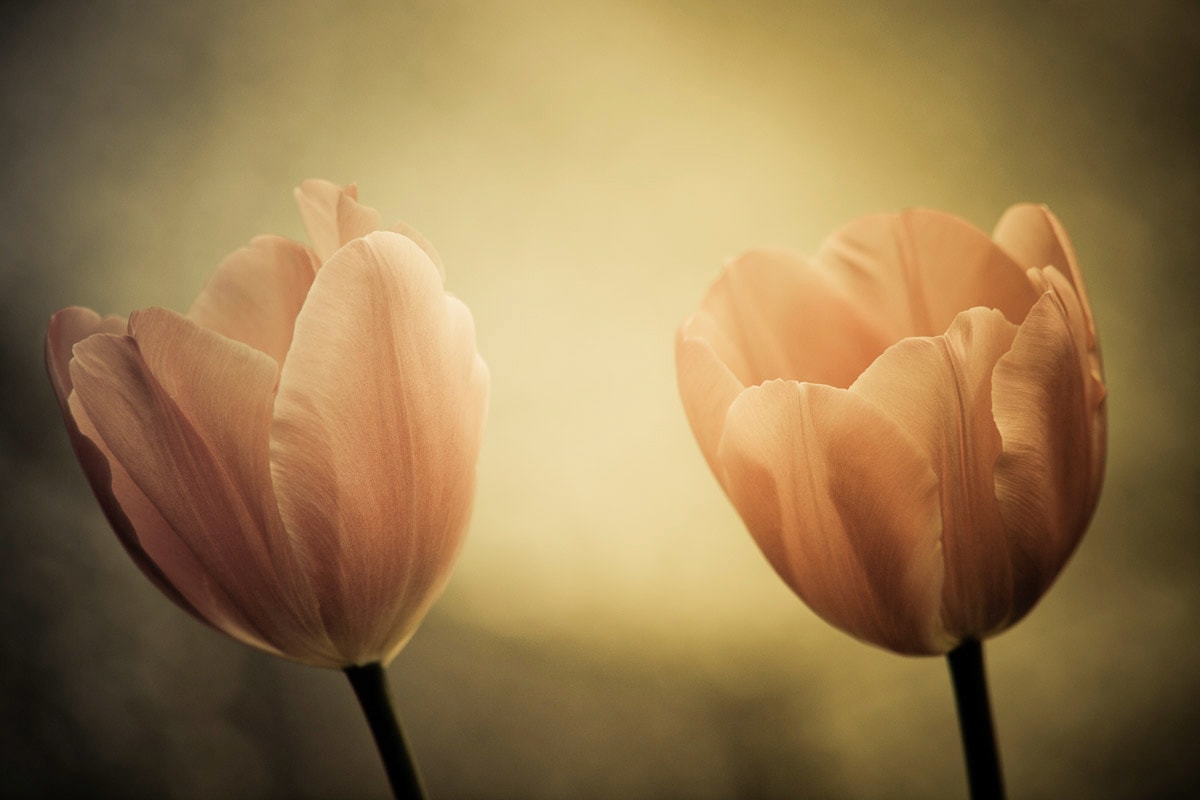 Papermoon Fototapete »Blumen« von Papermoon