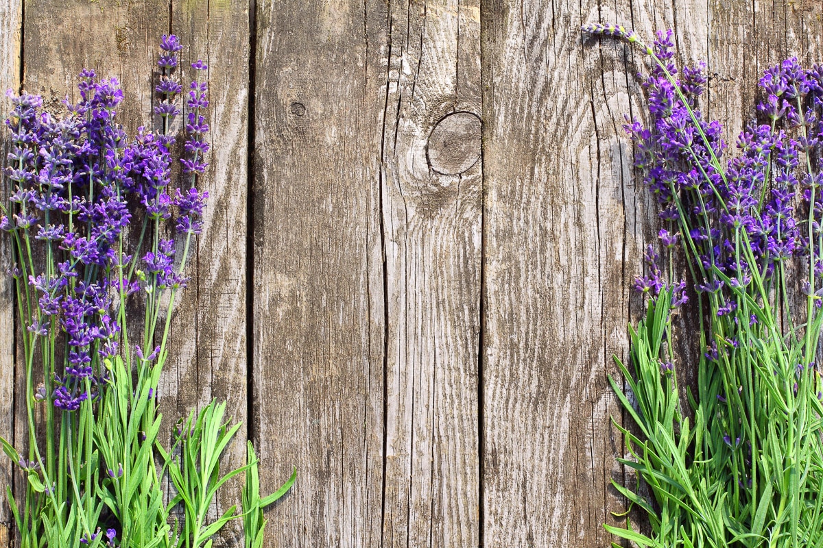 Papermoon Fototapete »Blumen an Holzwand« von Papermoon