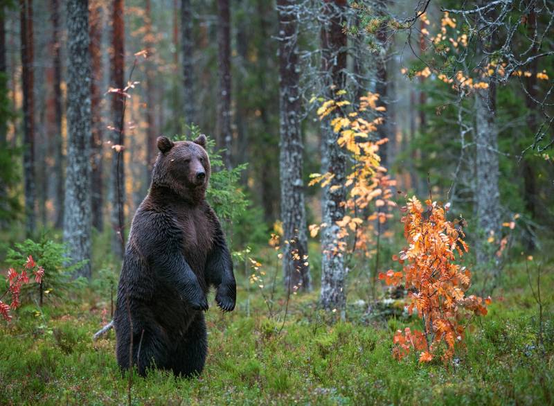 Papermoon Fototapete »Brown Bear in Autumn Forest« von Papermoon