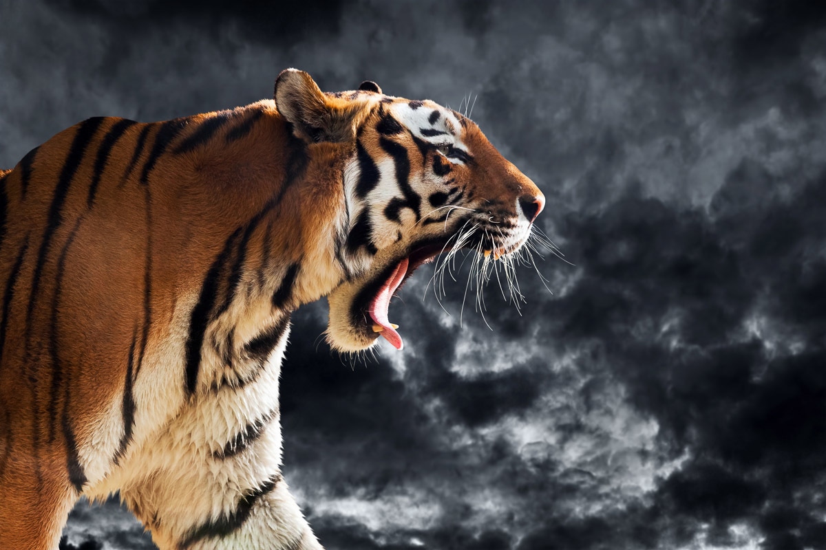 Papermoon Fototapete »Brüllender wilder Tiger« von Papermoon