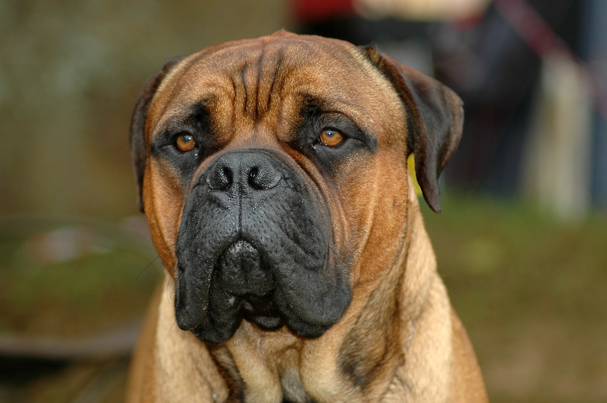 Papermoon Fototapete »Bullmastiff-Porträt« Papermoon Fototapete »Bullmastiff-Porträt« von Papermoon