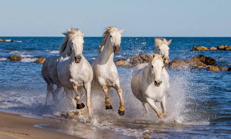 Papermoon Fototapete »Camargue-Pferde« von Papermoon