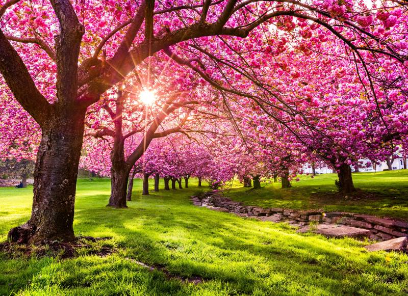 Papermoon Fototapete »Cherry Tree Blossom« von Papermoon