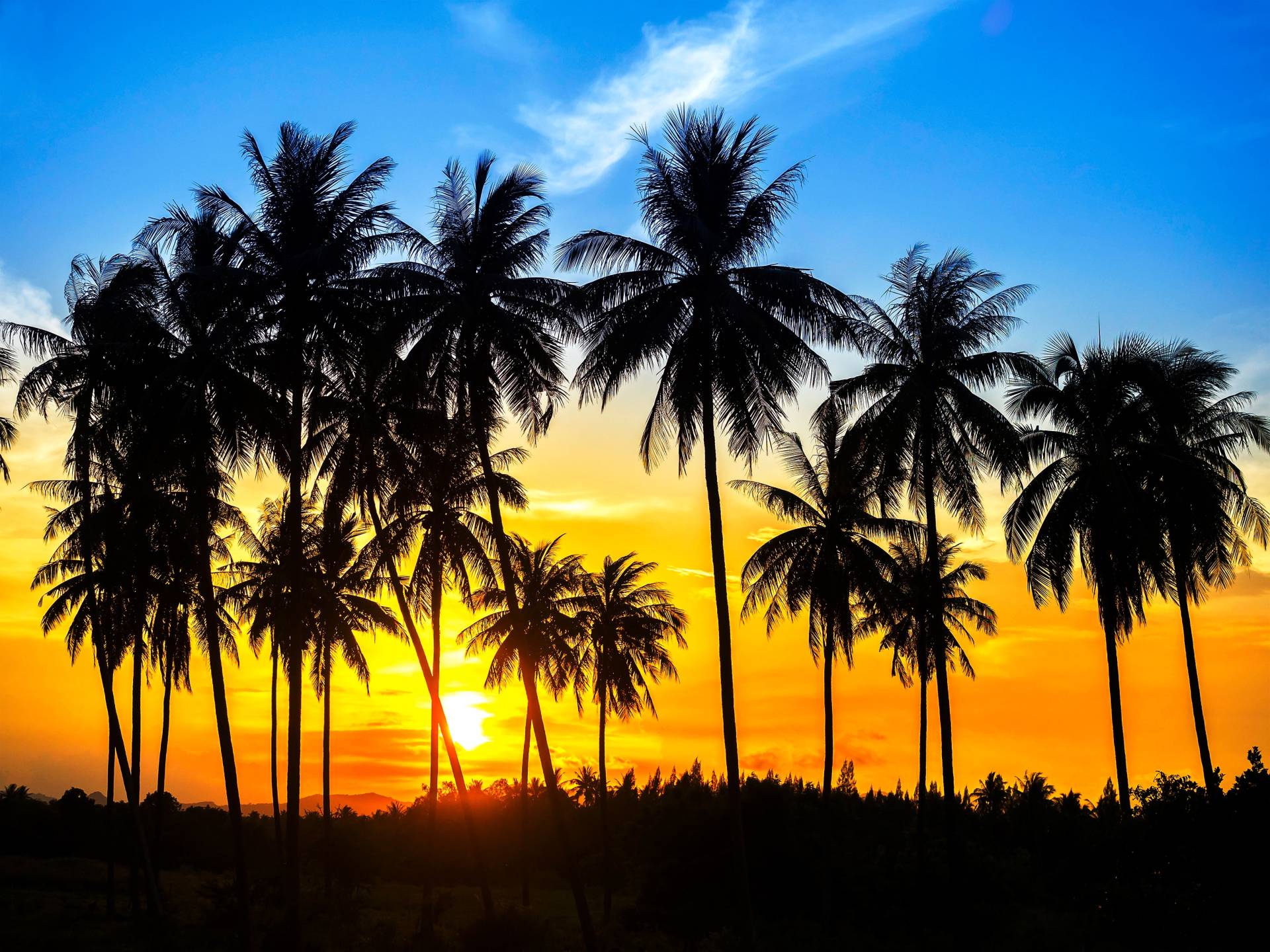 Papermoon Fototapete »Coconut Palm Trees« Papermoon Fototapete »Coconut Palm Trees« von Papermoon