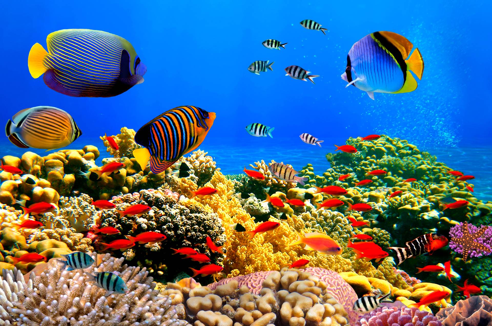 Papermoon Fototapete »Coral Colony Red Sea« Papermoon Fototapete »Coral Colony Red Sea« von Papermoon