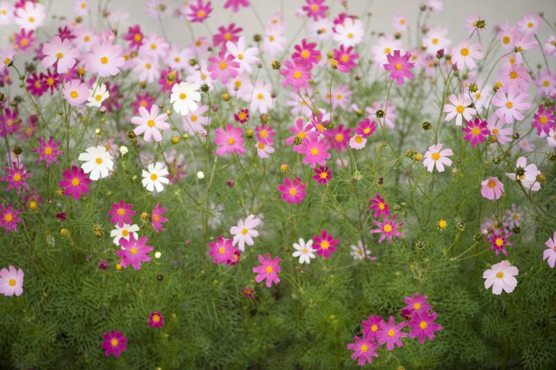 Papermoon Fototapete »Cosmos Flowers« von Papermoon