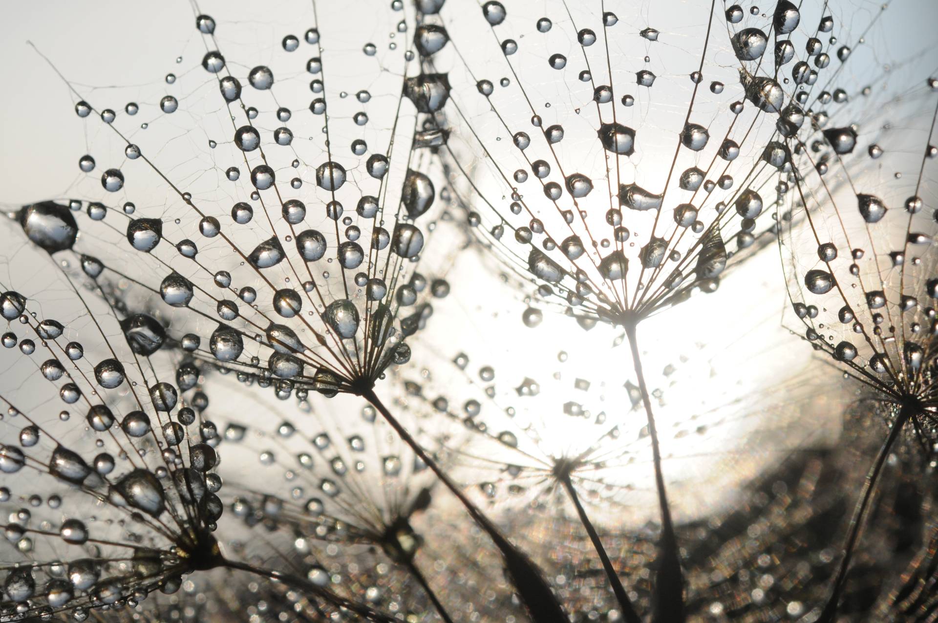 Papermoon Fototapete »Dandelion Seeds Drops« von Papermoon