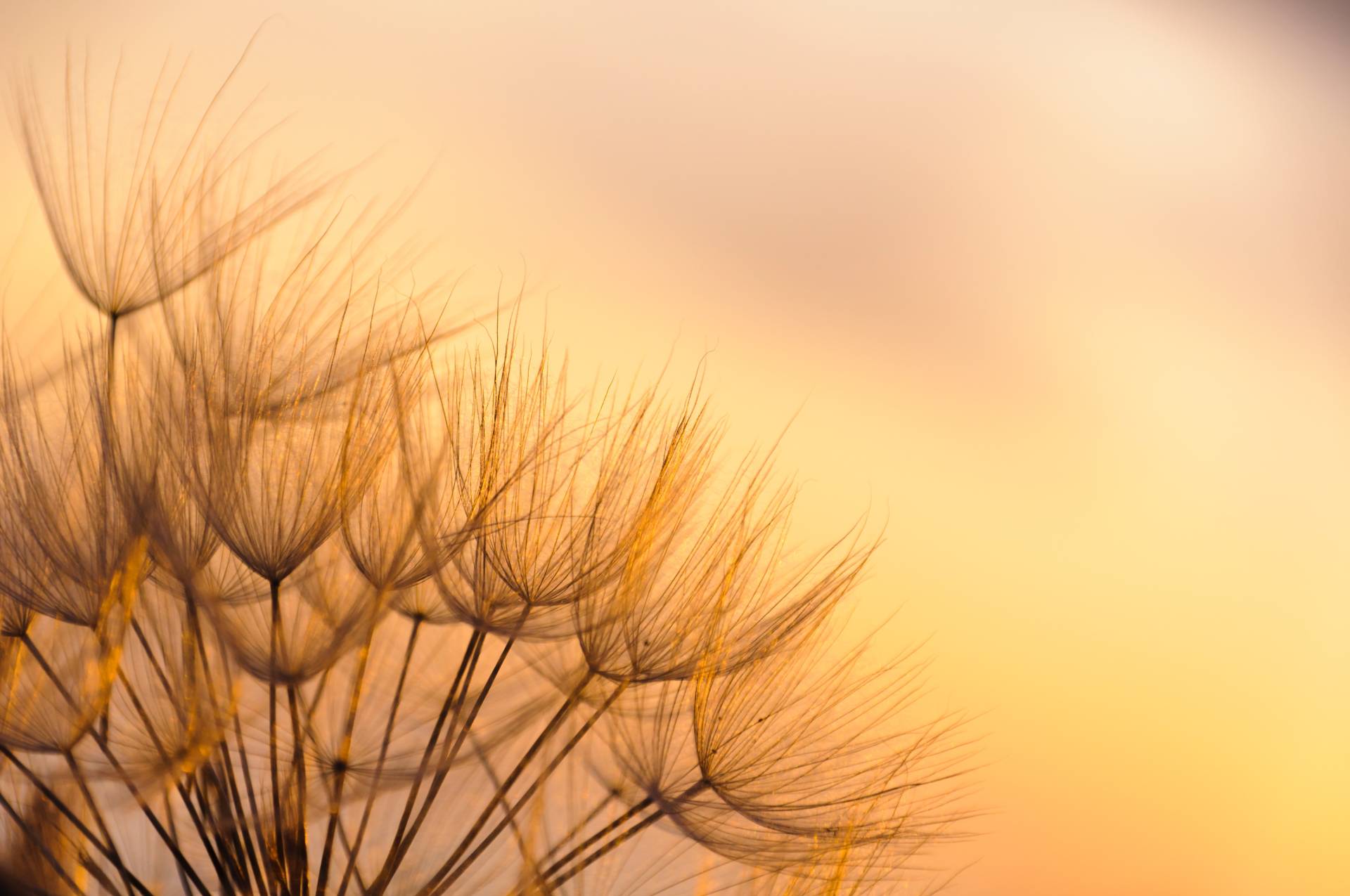 Papermoon Fototapete »Dandelion Sunset« von Papermoon