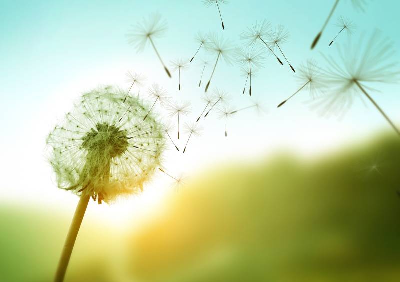 Papermoon Fototapete »Dandelion in the Wind« von Papermoon