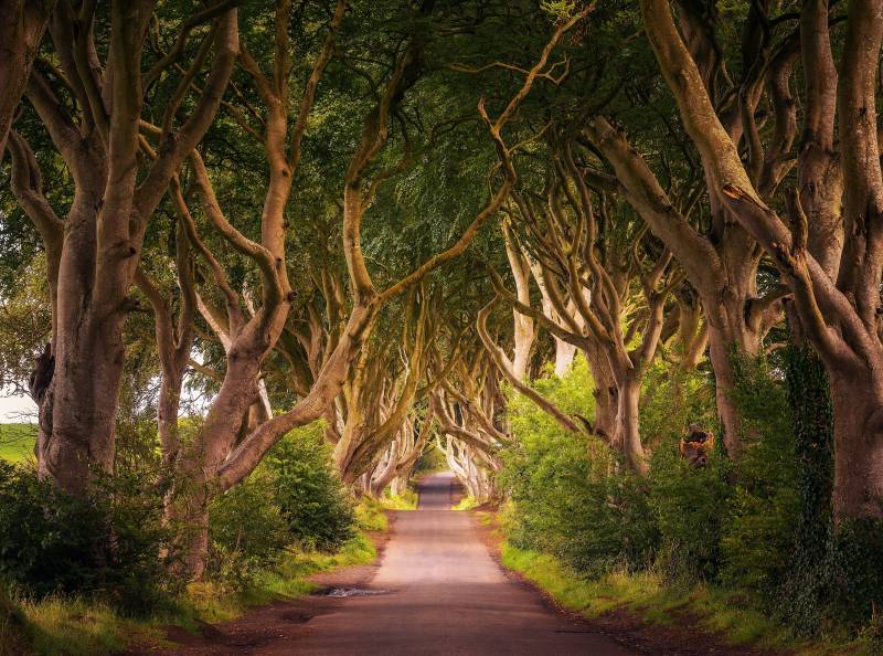 Papermoon Fototapete »Dark Hedges Tree Tunnel« von Papermoon