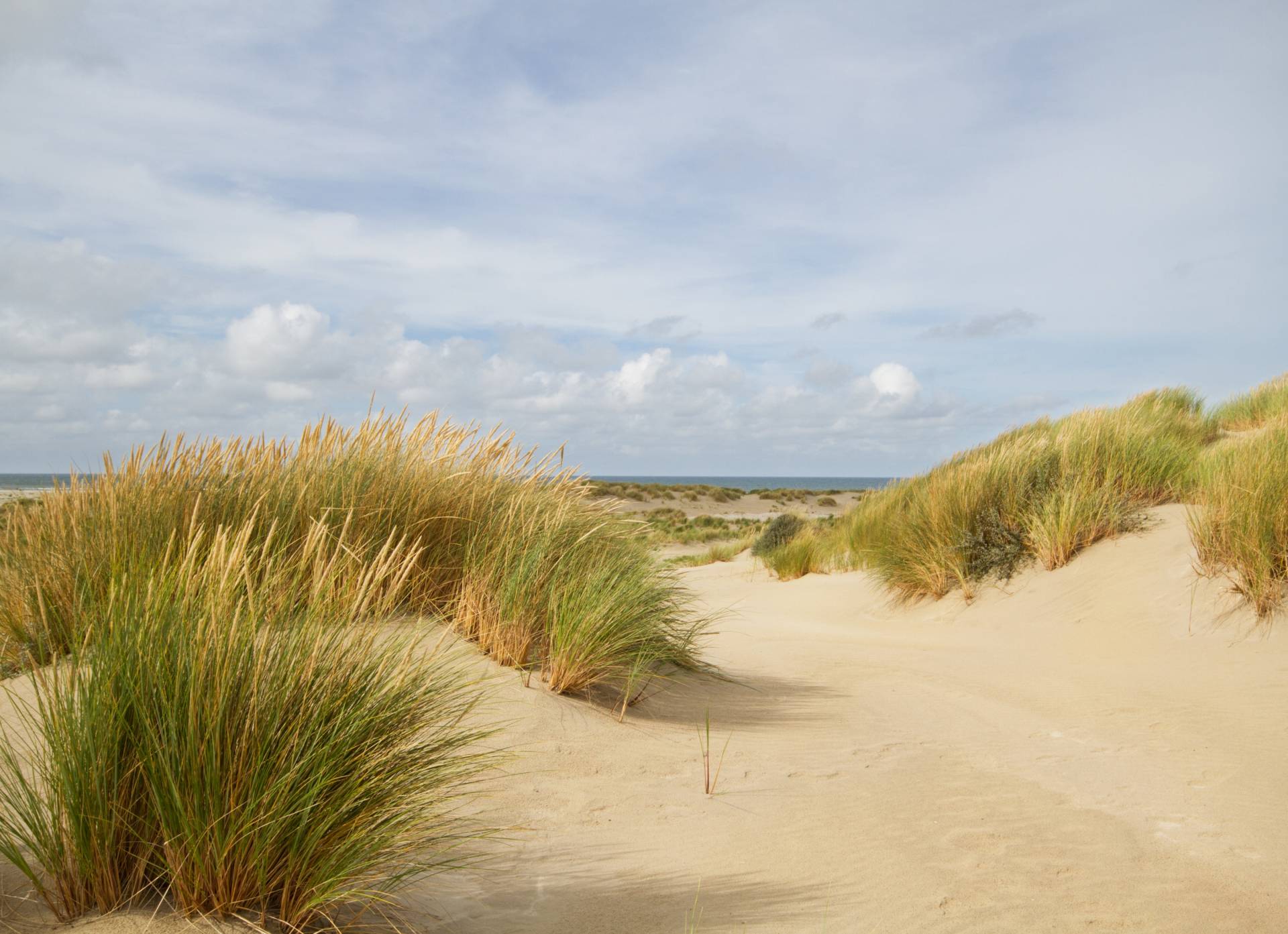 Papermoon Fototapete »Dunes Grass« von Papermoon