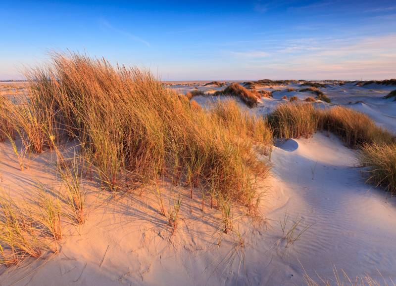 Papermoon Fototapete »Dunes Grass« von Papermoon