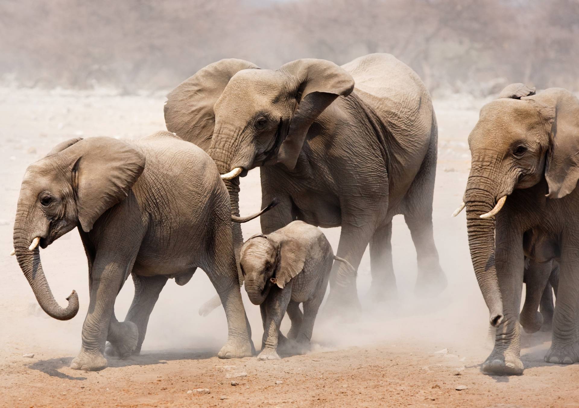 Papermoon Fototapete »Elephan Herd« von Papermoon