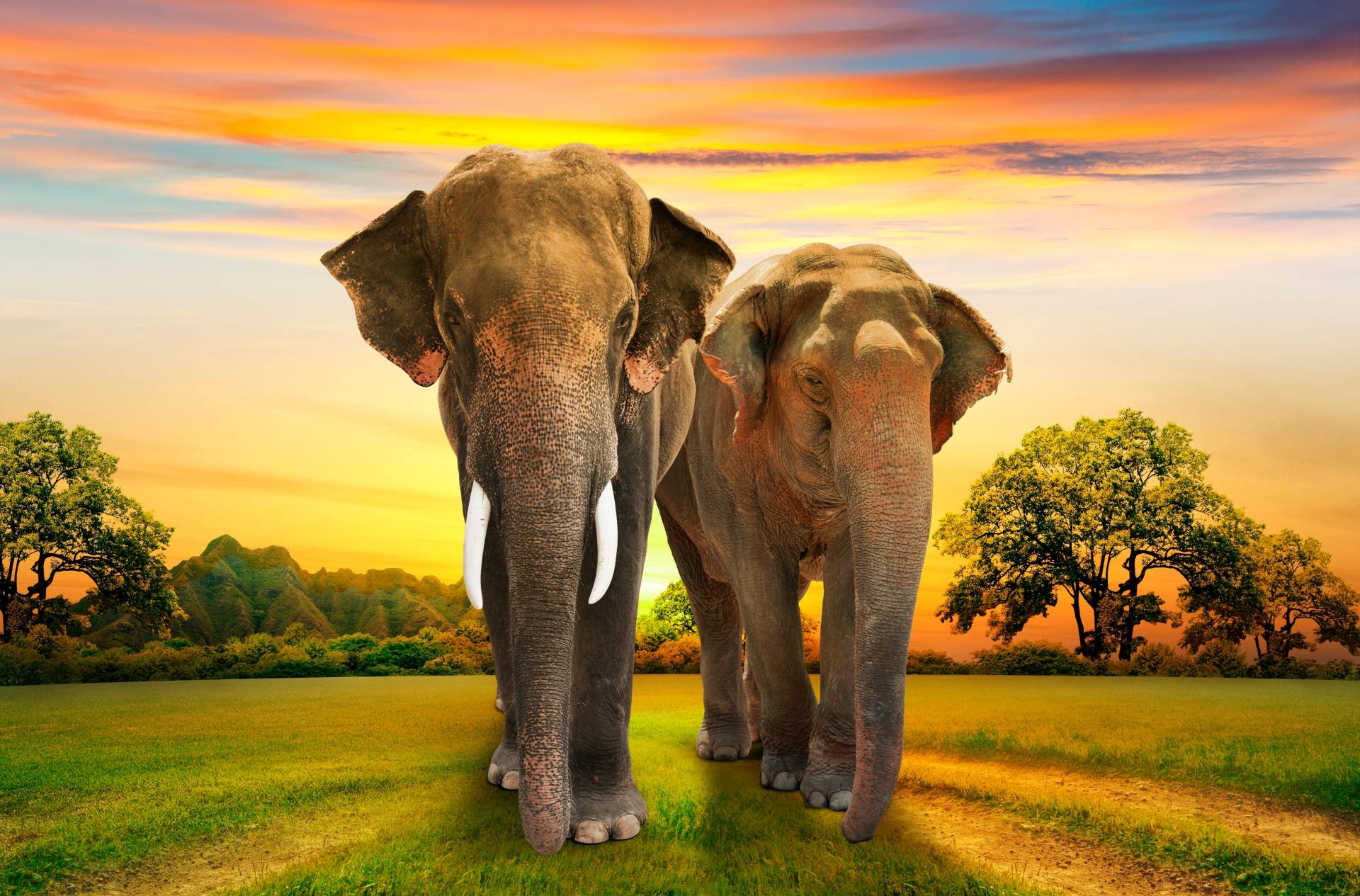 Papermoon Fototapete »Elephants Family« Papermoon Fototapete »Elephants Family« von Papermoon