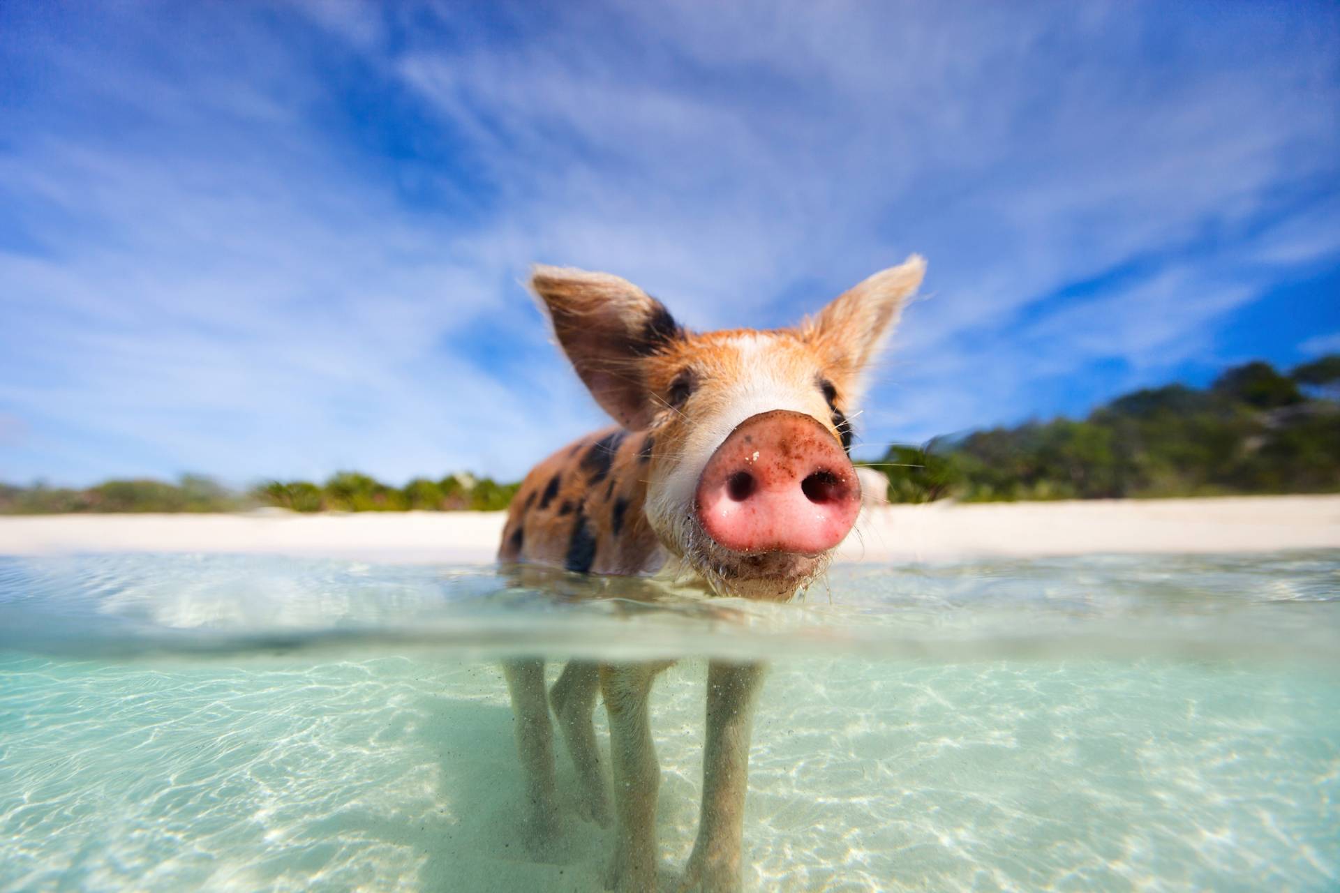 Papermoon Fototapete »FERKEL-SCHWEIN TIER SCHWIMMEN HUMOR STRAND SÜDSEE PALME« von Papermoon