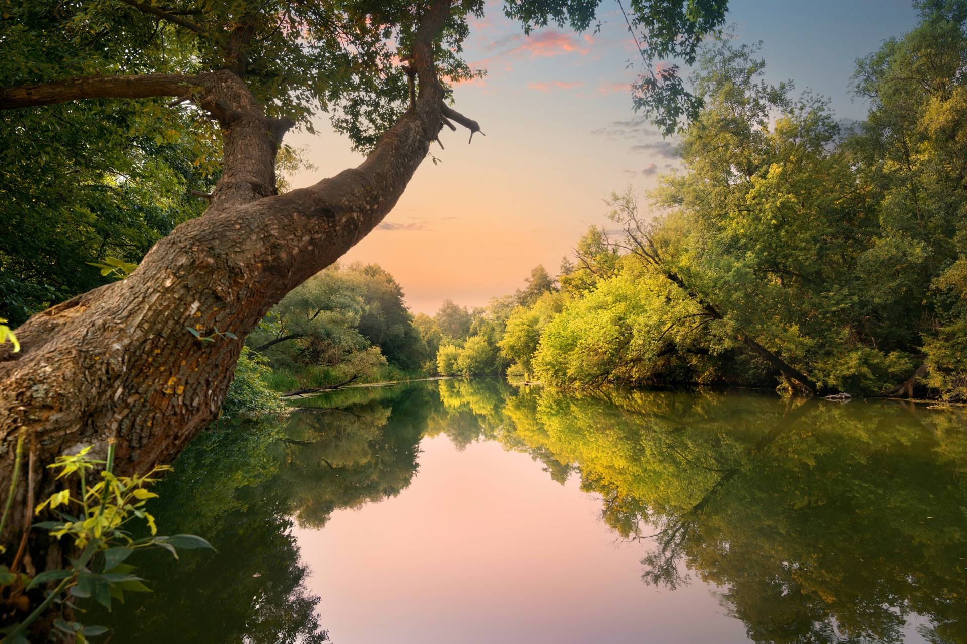 Papermoon Fototapete »FLUSS IM WALD-BAUM WIESE WALD SONNE WEG PFLANZE FARNE« von Papermoon