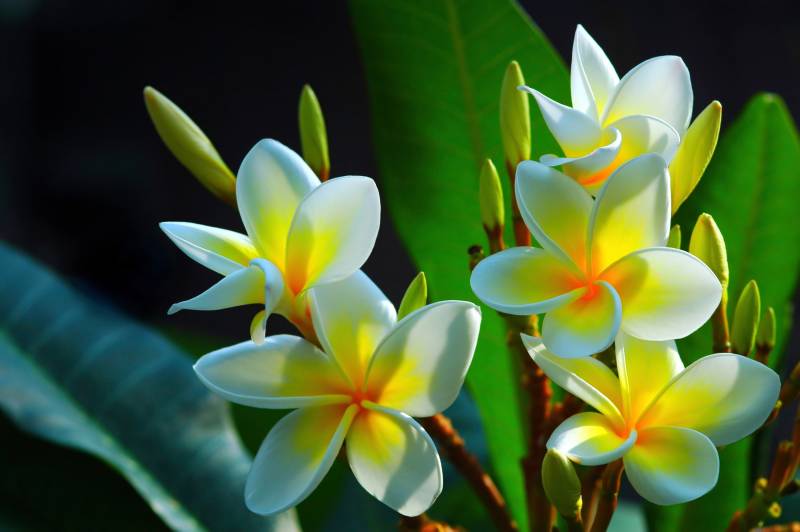 Papermoon Fototapete »FRANGIPANI-BLUMEN PLUMERIA PFLANZE JASMIN BLÜTEN BAUM« von Papermoon