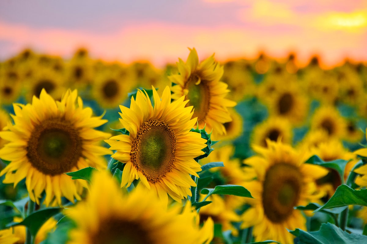 Papermoon Fototapete »Feld der Sonnenblumen« Papermoon Fototapete »Feld der Sonnenblumen« von Papermoon