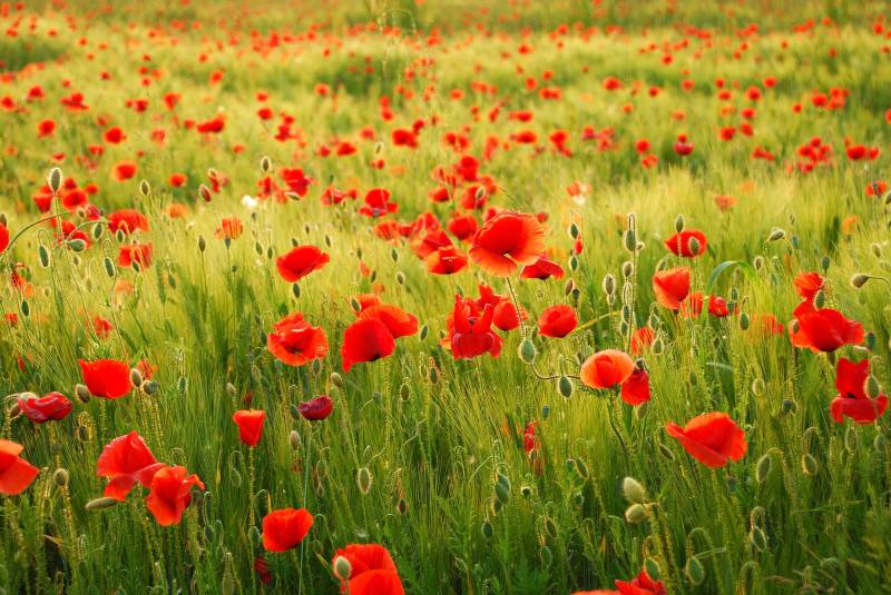 Papermoon Fototapete »Field of Poppies« von Papermoon