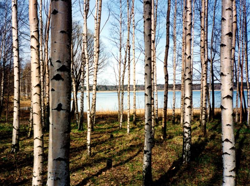 Papermoon Fototapete »Finnish Forest of Birch Trees« von Papermoon